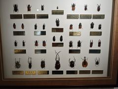 -上海昆虫博物馆