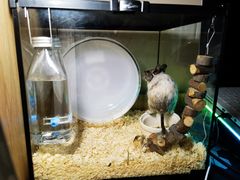 -酷以爬仙阁实体爬宠店·守宫·蜥蜴·专业繁育