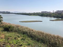 -华侨城湿地公园