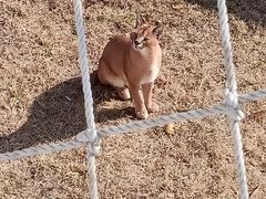 -西霞口神雕山野生动物世界
