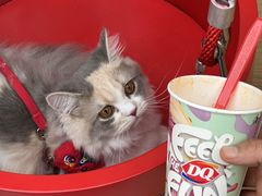 -DQ·蛋糕·冰淇淋(五角场万达店)