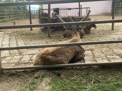 -青藏高原野生动物园