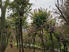 -广东花都湖国家湿地公园