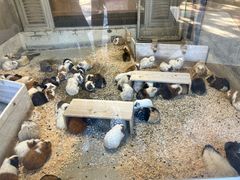-井之头恩赐公园