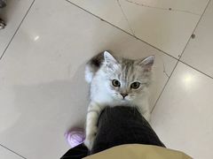 -平行世界·猫咖(首经贸店)
