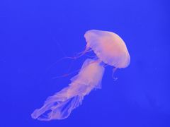 -上海海洋水族馆