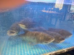 -姜君·千岛湖鱼头馆(浦东大道店)