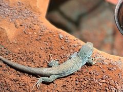 -帕帕拉兹宠物(亚洲旗舰店)