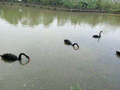 -溱湖国家湿地公园