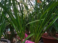 -龙大花卉苗木市场