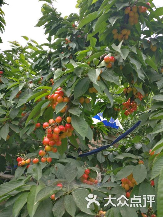 京杭樱桃种植园图片 