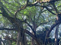 -瑞丽独树成林风景区