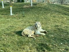 -北京野生动物园