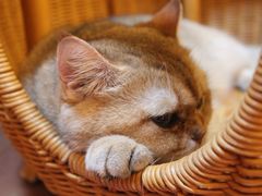 -MOCHA明星猫咖(田子坊店)