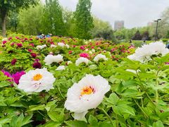 -莲花池公园