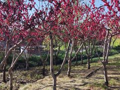 -元大都城垣遗址公园