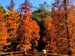 -神光山国家森林公园