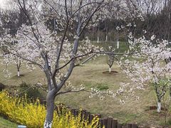 -羊山湖公园