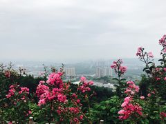 -铁山坪森林公园