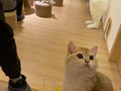 -猫腻·猫咖·撸猫馆(星光大道店)