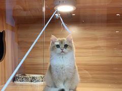 -猫十亿·布偶金渐层·曼基康矮脚猫舍(青年路店)