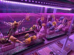 -花鸟鱼虫鲜花绿植市场(玉泉路店)