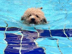 -趣玩宠物乐园寄养训犬训狗游泳池