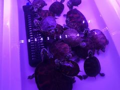 -华声天桥民俗文化园