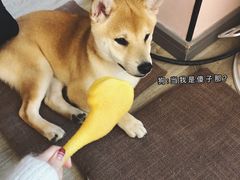 -浣熊柯尔鸭土拨鼠·电玩咖