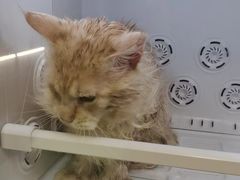 -猫宠乐园·专业洗护