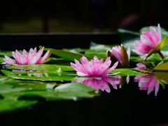 -上海辰山植物园