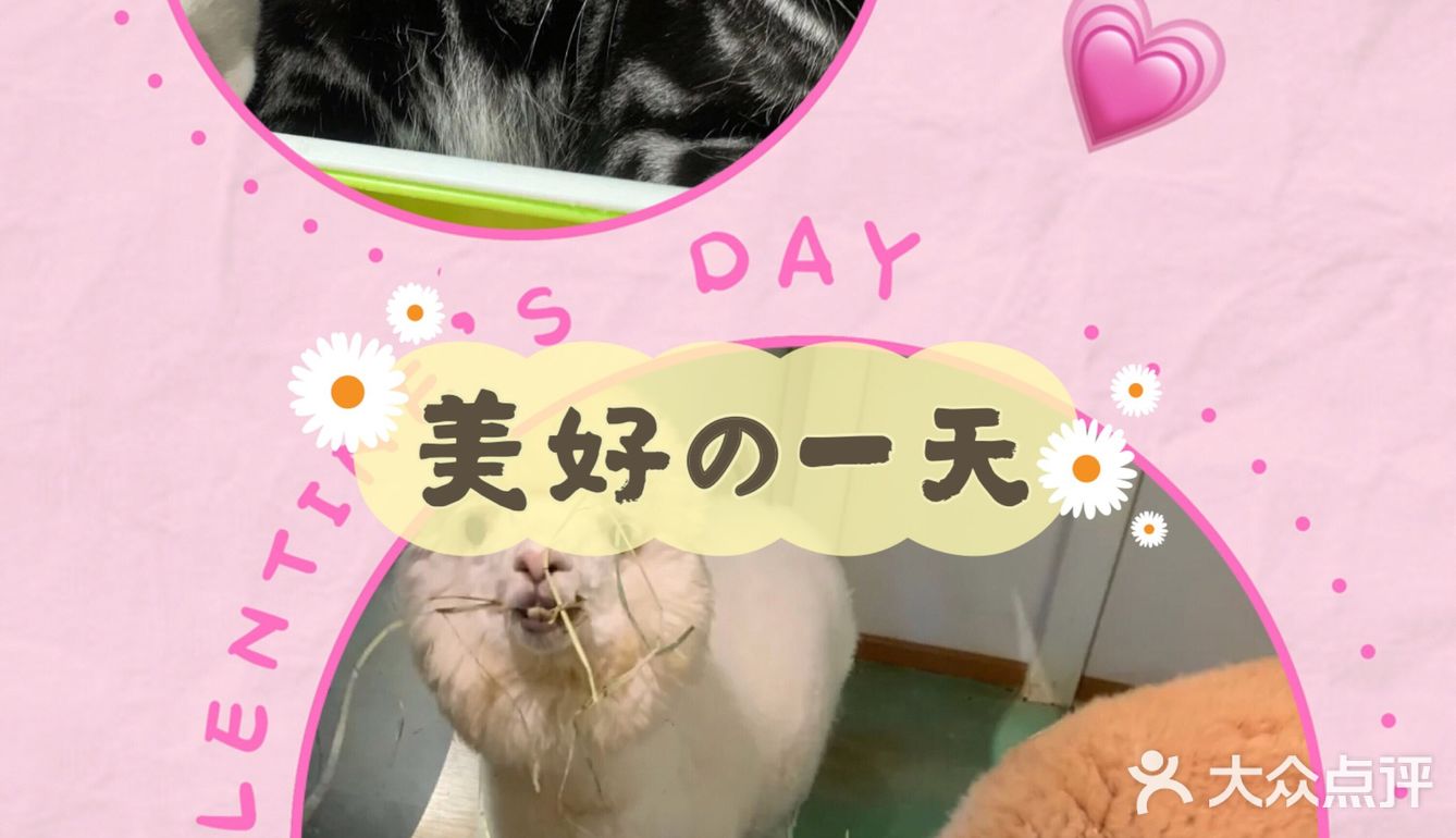 带孩子来体验一次宠物互动体验馆。