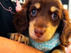 -萌宠之家·腊肠犬·马尔泰·小体犬舍