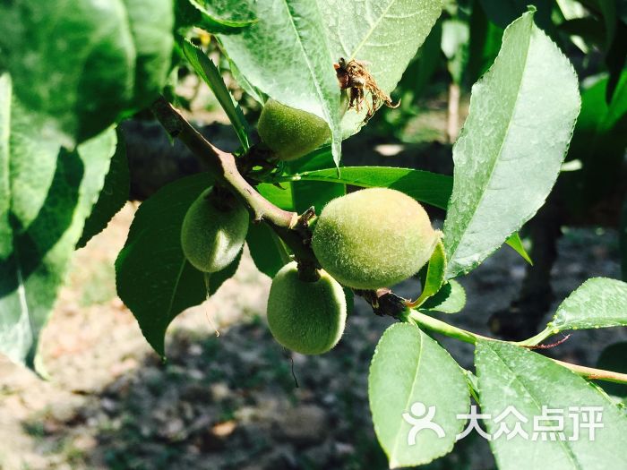 清园生态农庄-图片-嘉兴美食-大众点评网