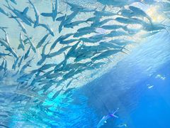 -海合安武汉极地海洋公园