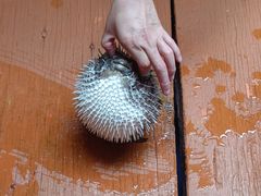 -蓝湾碧波·老字号·疍家非遗海上餐厅