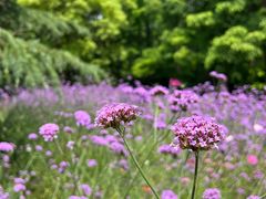 -上海滨江森林公园