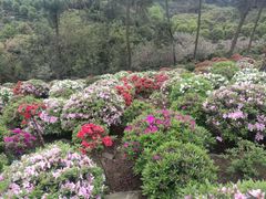 -南山植物园