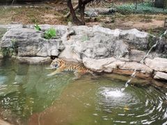 -深圳野生动物园