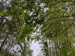 -云栖竹径