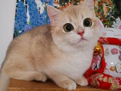 -东方名猫馆·英短金渐层布偶猫舍(环线广场1号楼店)