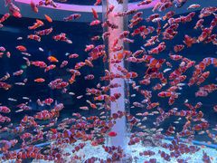 -海合安成都极地海洋公园