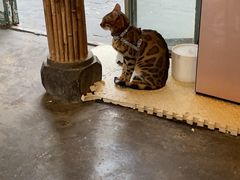 -喵屿·大理花园猫咖