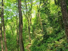 -铁山坪森林公园