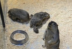 -酷嗒动物文化乐园(cutezoo西溪乐天城店)