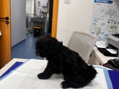 -博特宠物医院24h犬猫全科.骨科·异宠