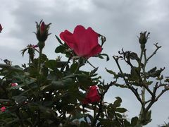 -亚龙湾国际玫瑰谷