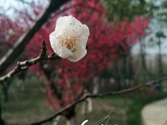 -洋湖国家湿地公园