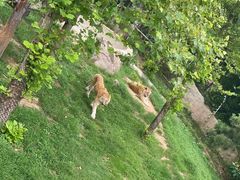 -西霞口神雕山野生动物世界