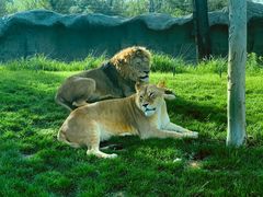 -北京野生动物园